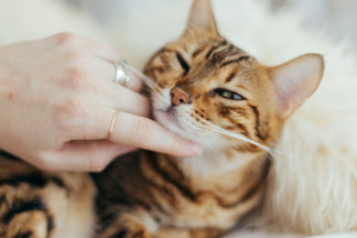 Your Pets & C.B.D. You will NOT BELIEVE the benefits!