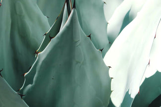 Aloe Ferox: a Healing Super-Plant!