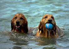 Load image into Gallery viewer, Cyclone Ball - Interactive Dog Toy (In Cyclone Blue Style) - The Oliō Store