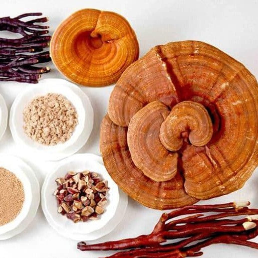 Mushrooms Adaptogenic Medicinal Chaga Lion's Mane Reishi Cordyceps Cognitive Function Nootropic Memory Focus Stress Longevity Brain Health Energy Sleep Online Olio Store South Africa