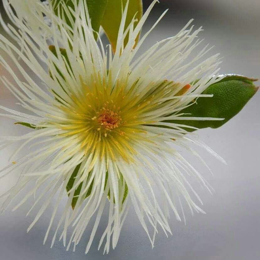 What is Sceletium and Should You Be Taking It?