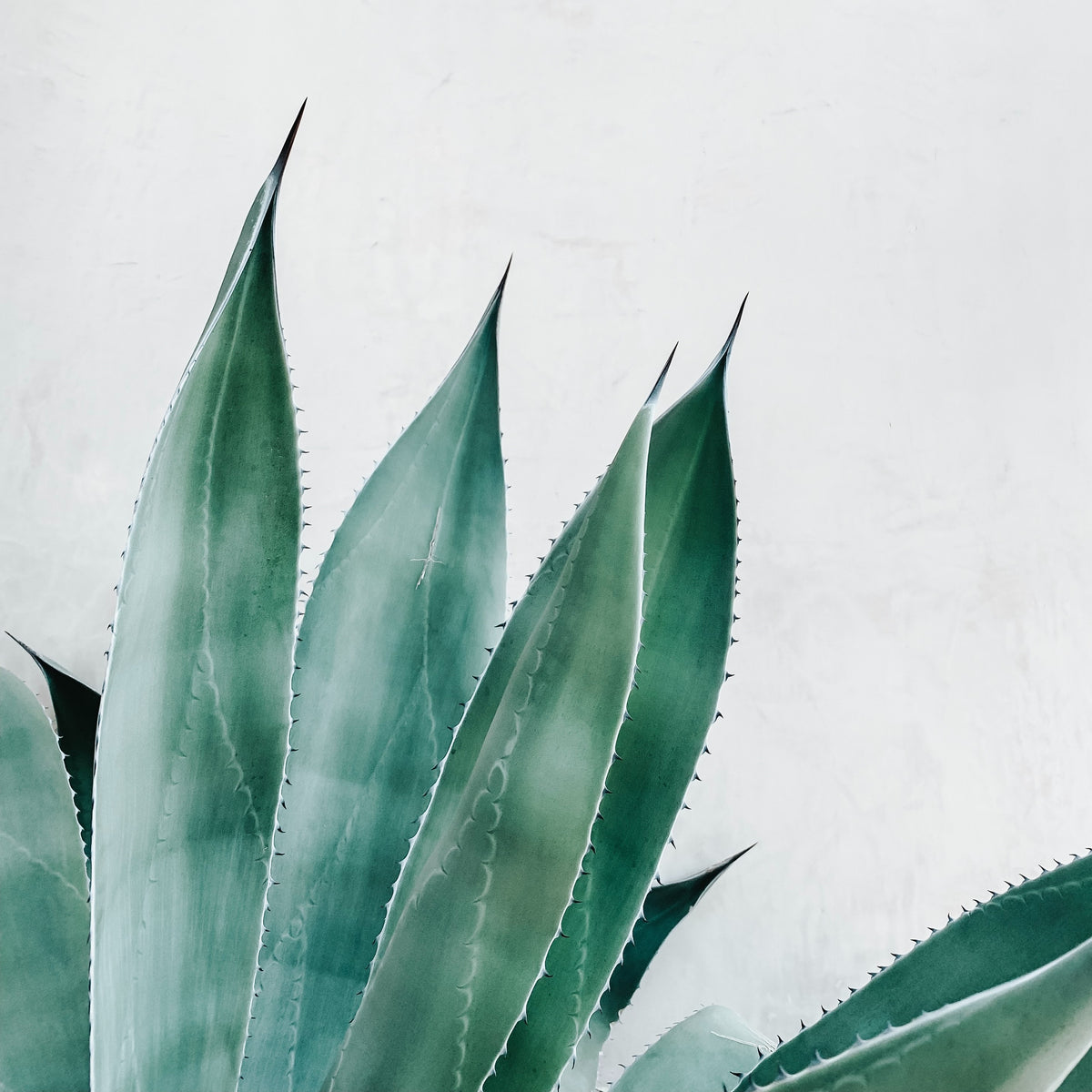 The Olio Store Soothing Aloe Gel:  - Soothes burns including sunburn  - Reduces acne  - Fights inflammation and red skin  - Eases skin conditions such as eczema, psoriasis