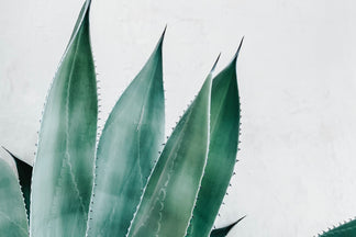 Could This Aloe Vera Based Gel Be Your New Household Staple?