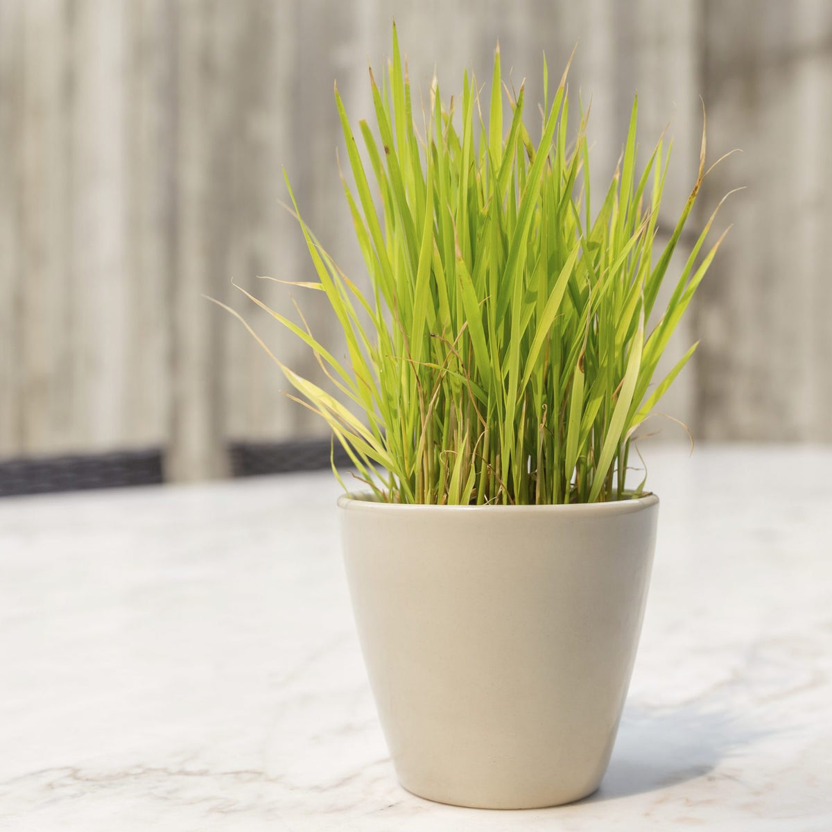 Lemongrass: It's Active Components In Combination With Mental Clarity