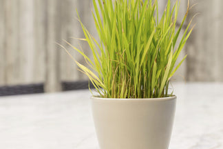 Lemongrass: It's Active Components In Combination With Mental Clarity