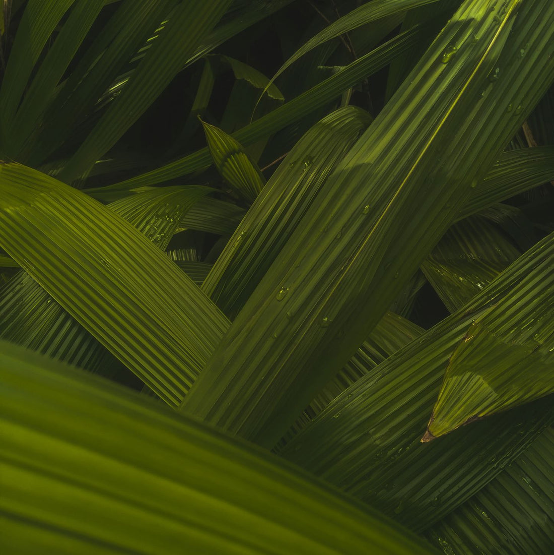 Bamboo Leaf Extract Health and Wellness Plant Based Medicine Hair Nail Skin Supplement The Olio Store Online South Africa