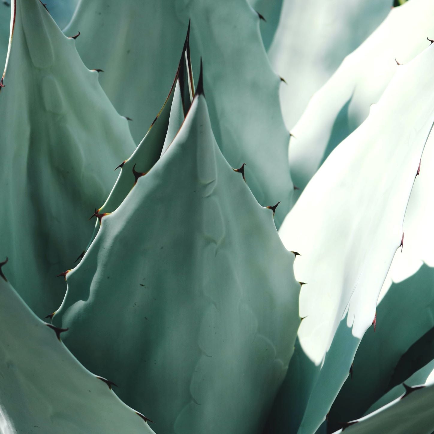 Aloe Ferox Vera Topical Skin Care Wounds Heal Burn Dry Sunburn Cracked Anti-inflammatory Anti-bacterial Gel The Olio Store Online South Africa