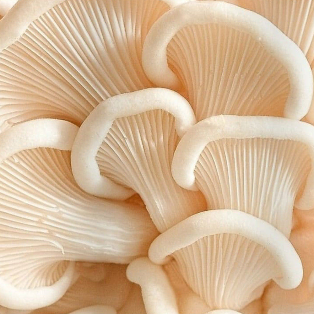 Mixed Mushroom Capsules - Wellness and Health Online Shop South Africa - The Oliō Store