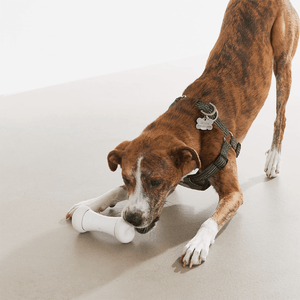 Smart Bone - Interactive Dog Toy (In White) - The Oliō Store