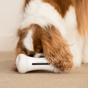 Smart Bone - Interactive Dog Toy (In White) - The Oliō Store